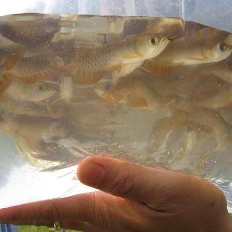 AROWANA (KLUANG) SDN BHD logo