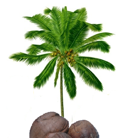 BORNEO COCONUT FIBRE SDN. BHD. logo