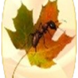 ECO PEST SDN. BHD. logo