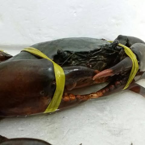 JJ SEAFOOD SUPPLIES SDN BHD logo